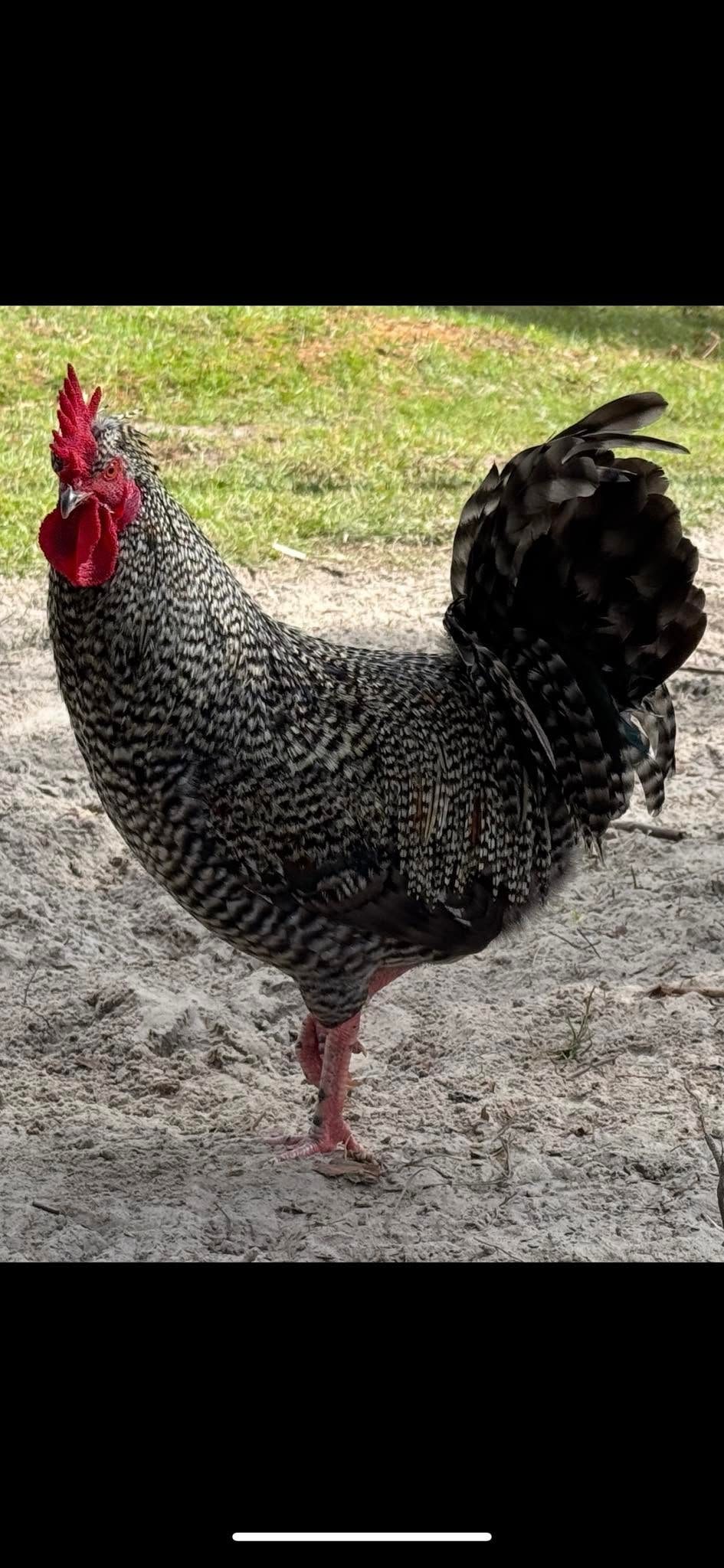Rustic Barred Rock rooster at Bagshot Row Pepper Farm