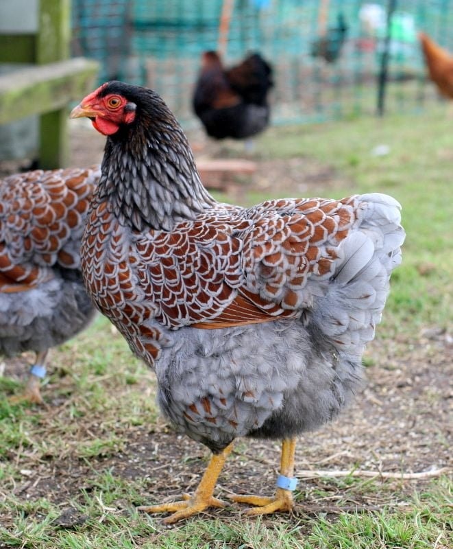 Blue Laced Wyandotte chicken on a farm