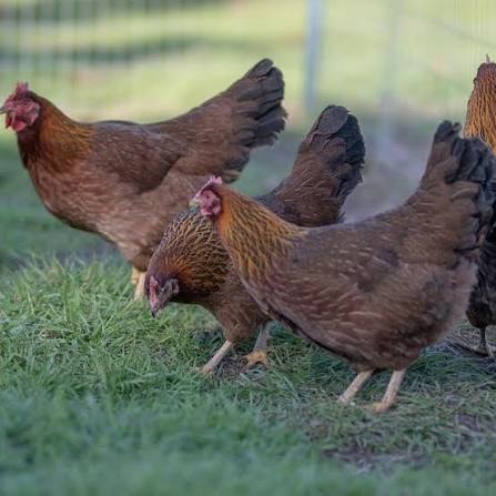 Welbar heritage breed chickens on a farm