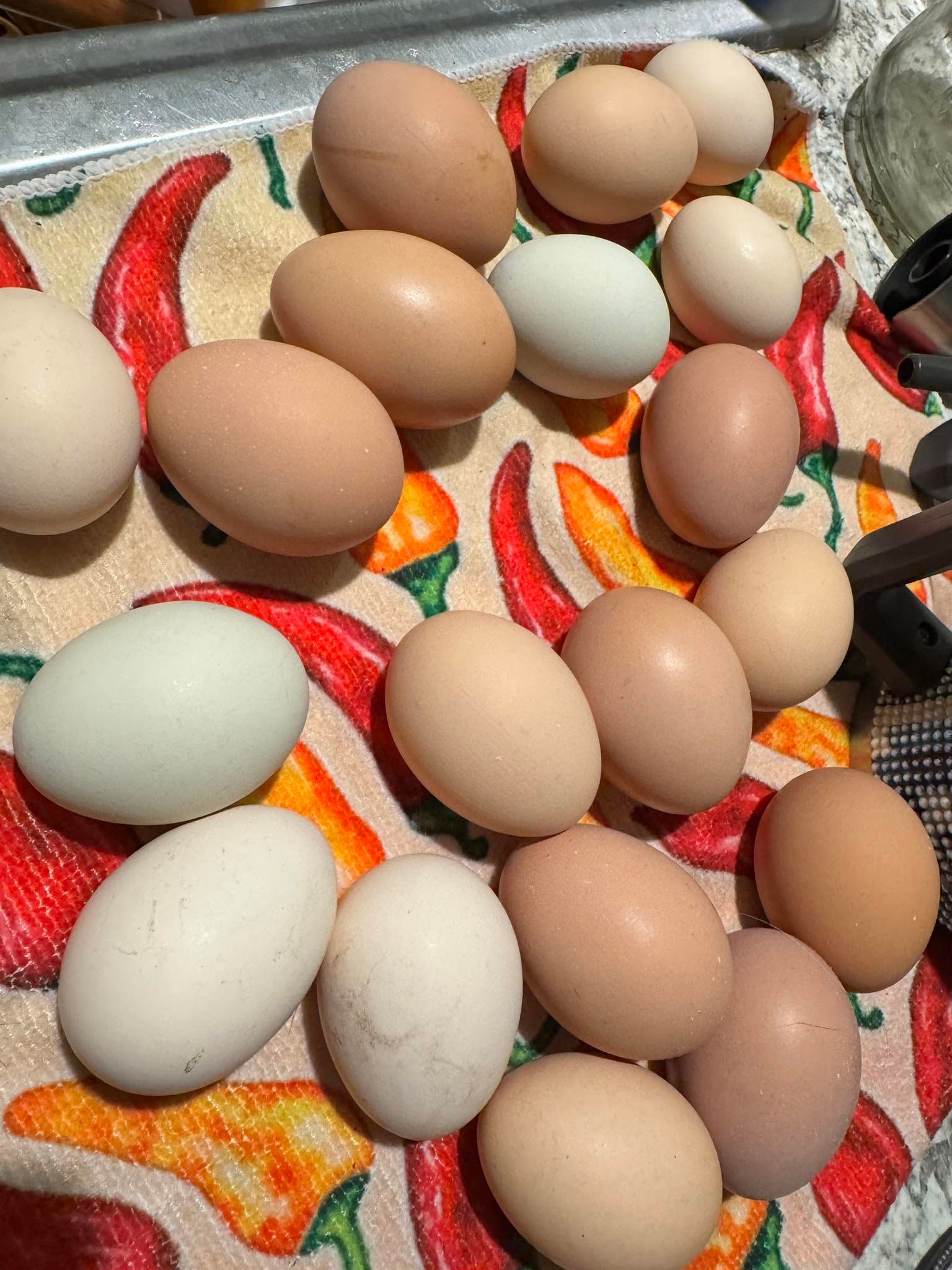 Fresh farm eggs in a variety of colors — brown, blue, and white — laid on a pepper-print towel