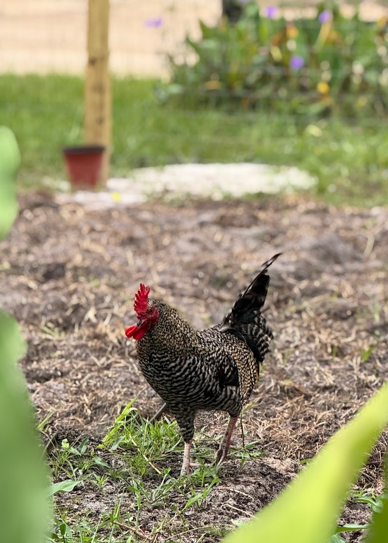 Barred rooster patrolling the garden beds at Bagshot Row