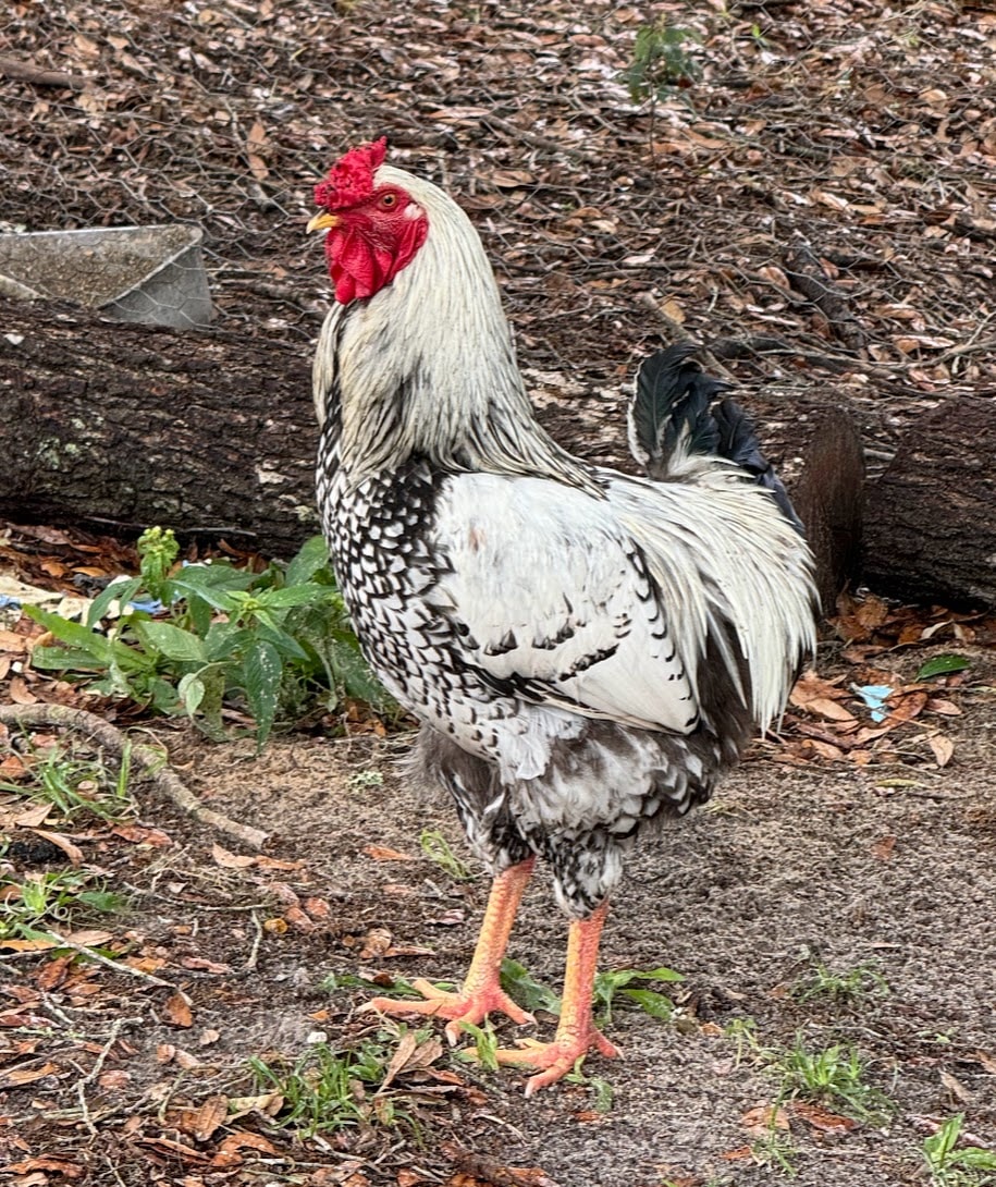 Silver-laced rooster free-ranging at Bagshot Row Pepper Farm