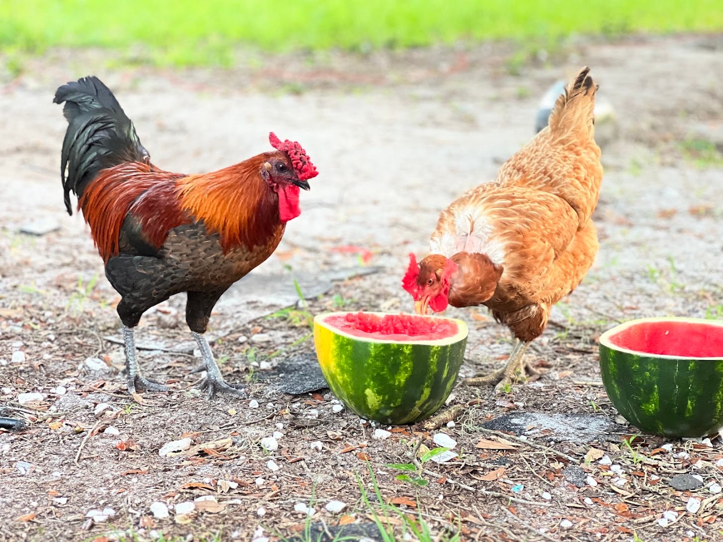 Rooster and hen enjoying watermelon on the farm