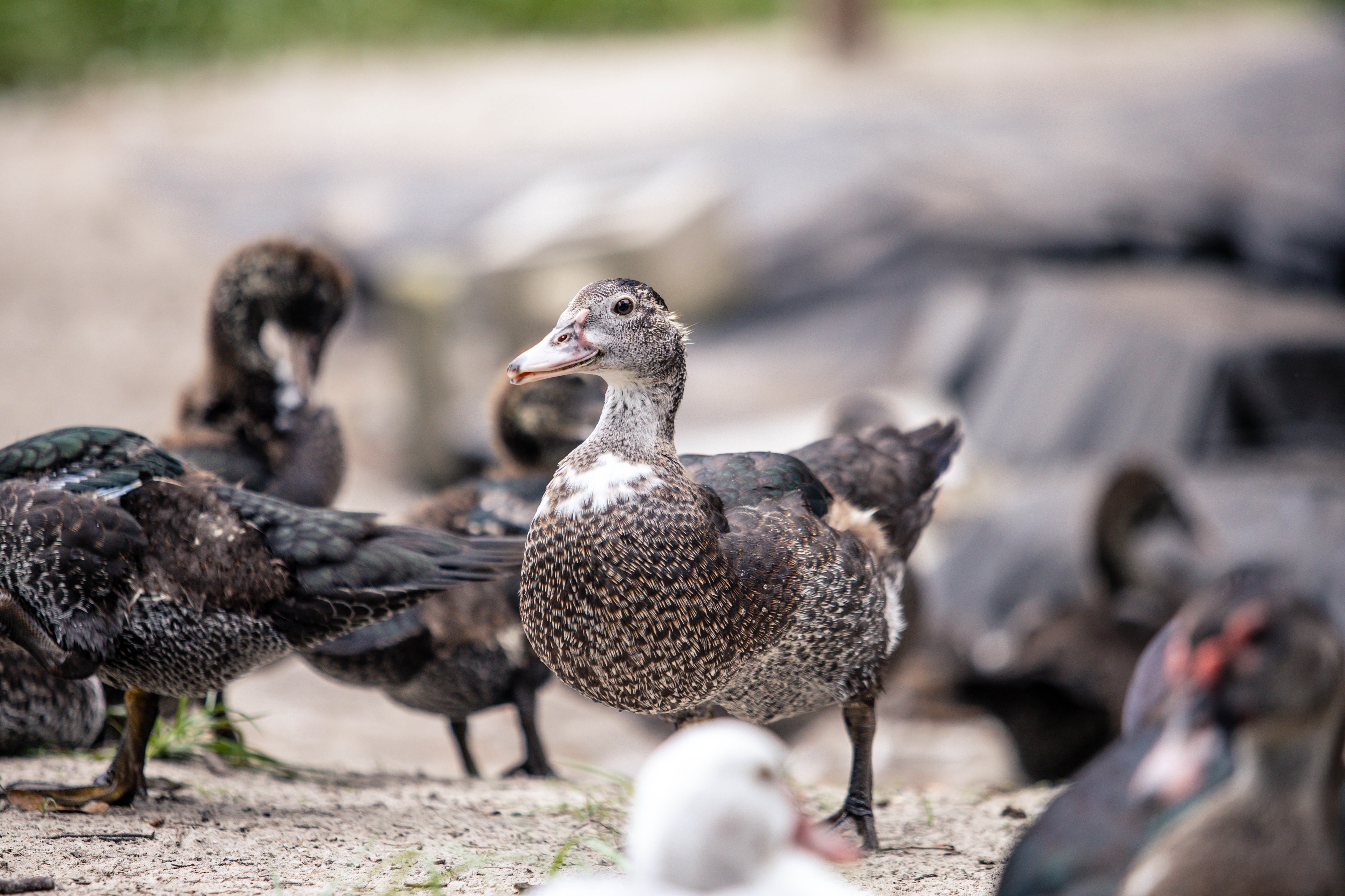 Muscovy ducks at Bagshot Row Pepper Farm