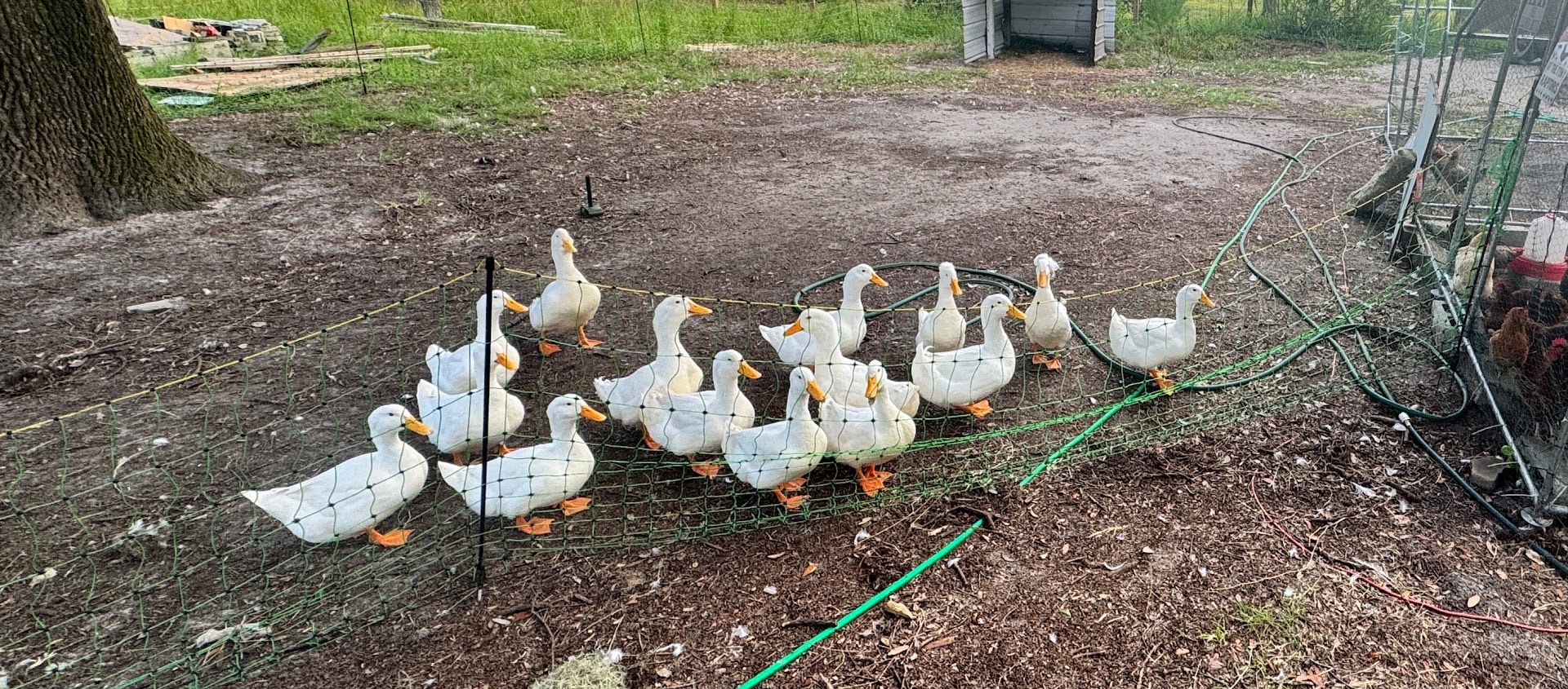 The Bagshot Row duck flock in their enclosure — raised with space and care