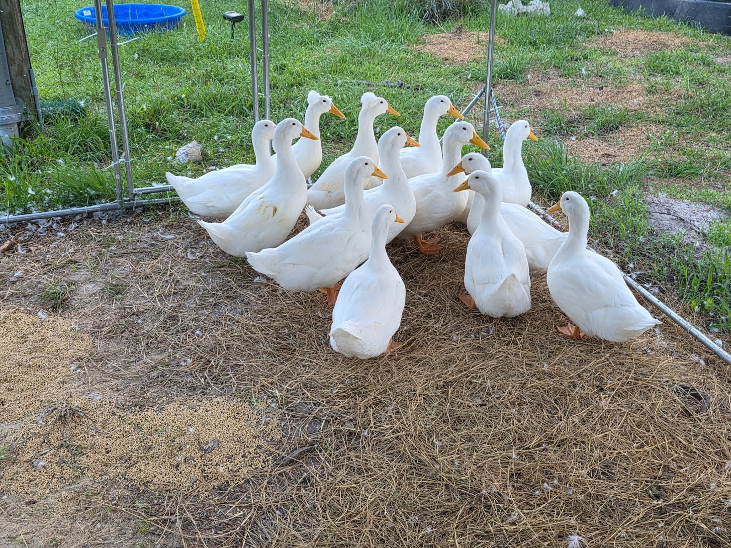 Bagshot Row Peking ducks on hay