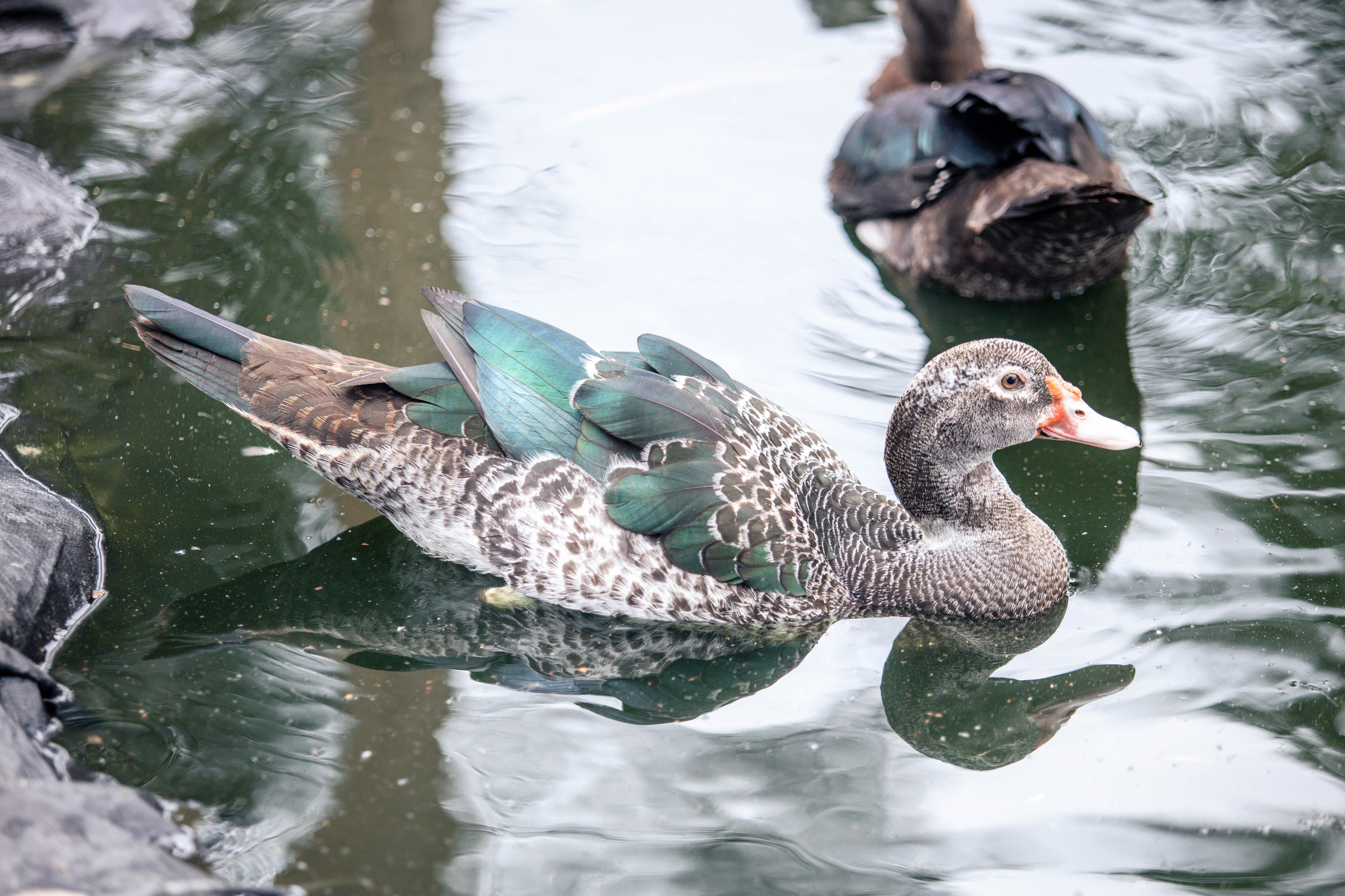 Muscovy duck at Bagshot Row Pepper Farm