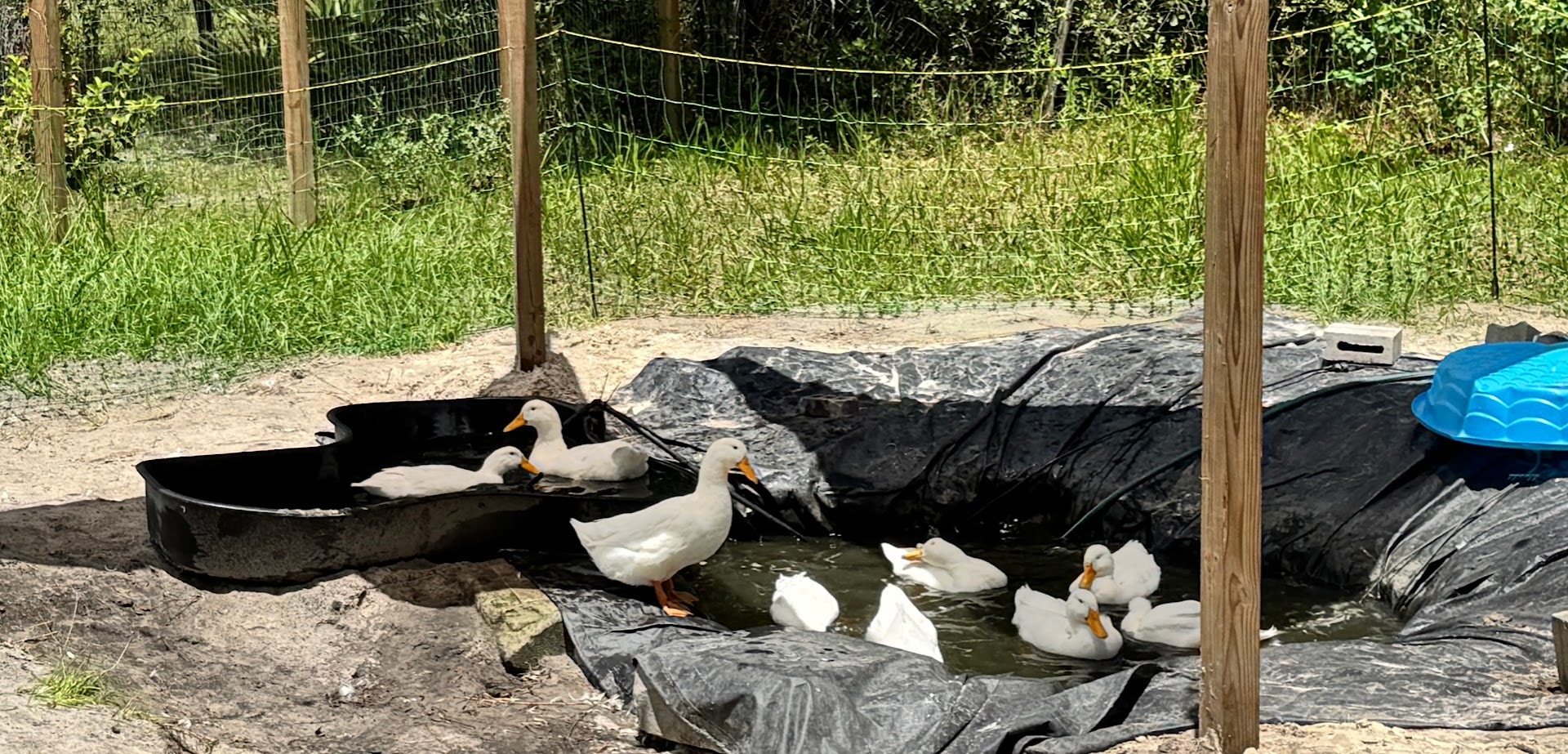 The Bagshot Row duck flock at their pond — ducks swimming and resting in the yard