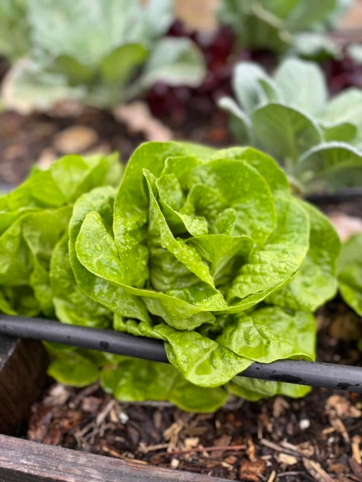Lettuce growing with drip irrigation line — fertigation and hydroponic system