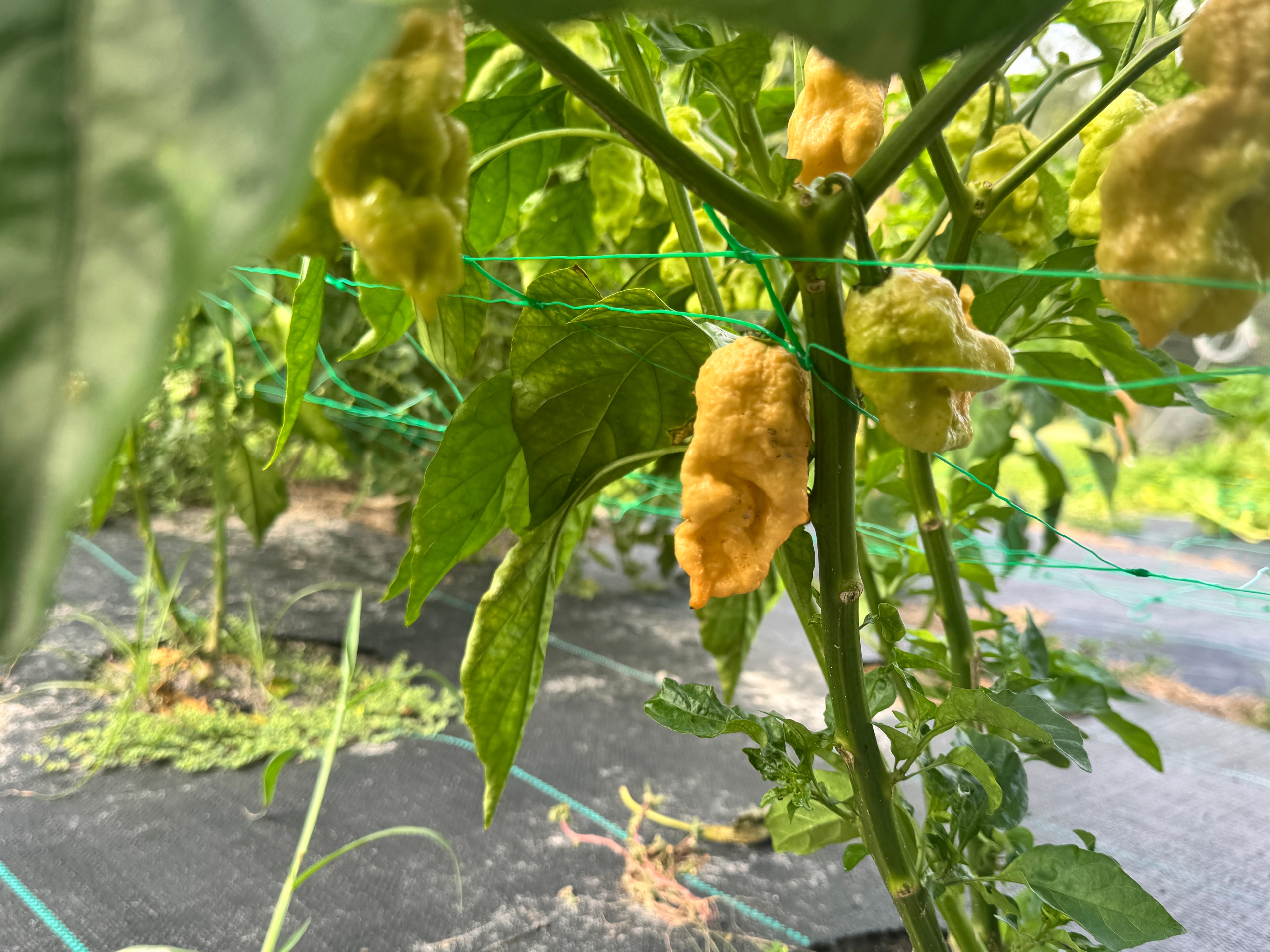 Pepper plants in the early Bagshot Row farm garden