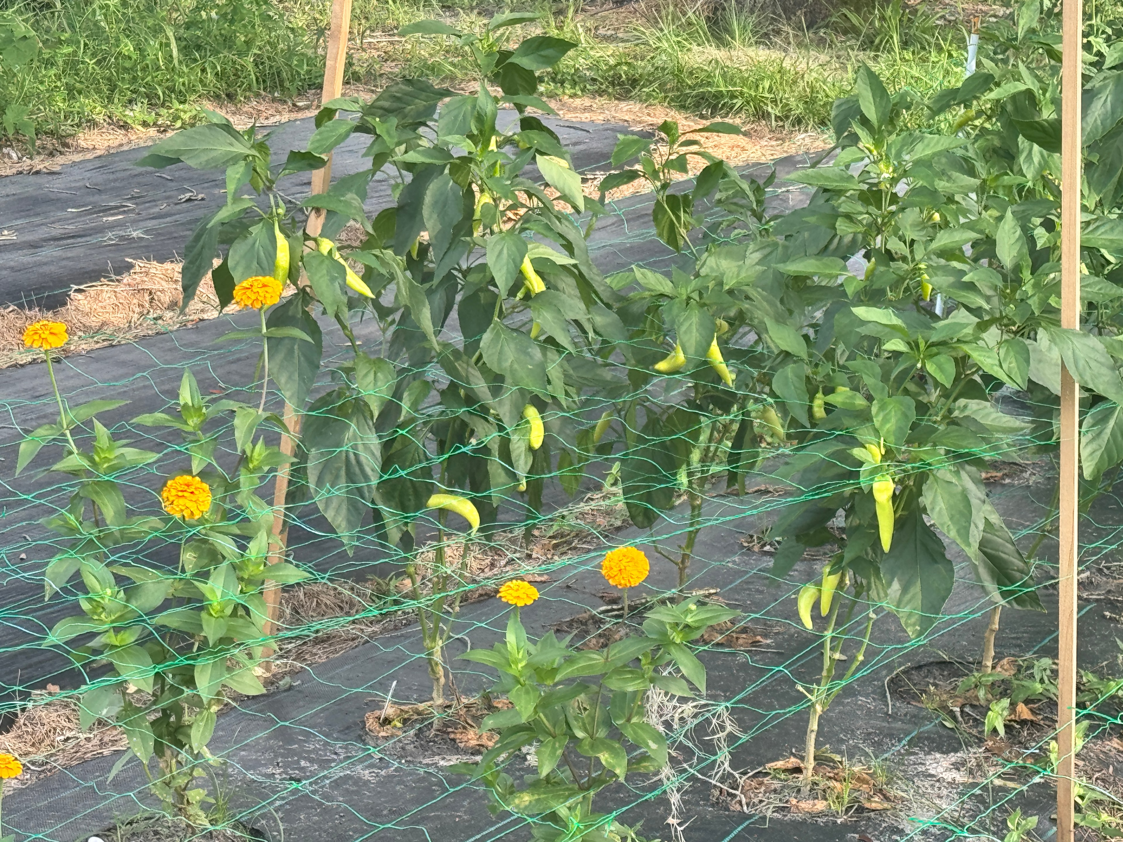 Permaculture systems at work on the pepper farm