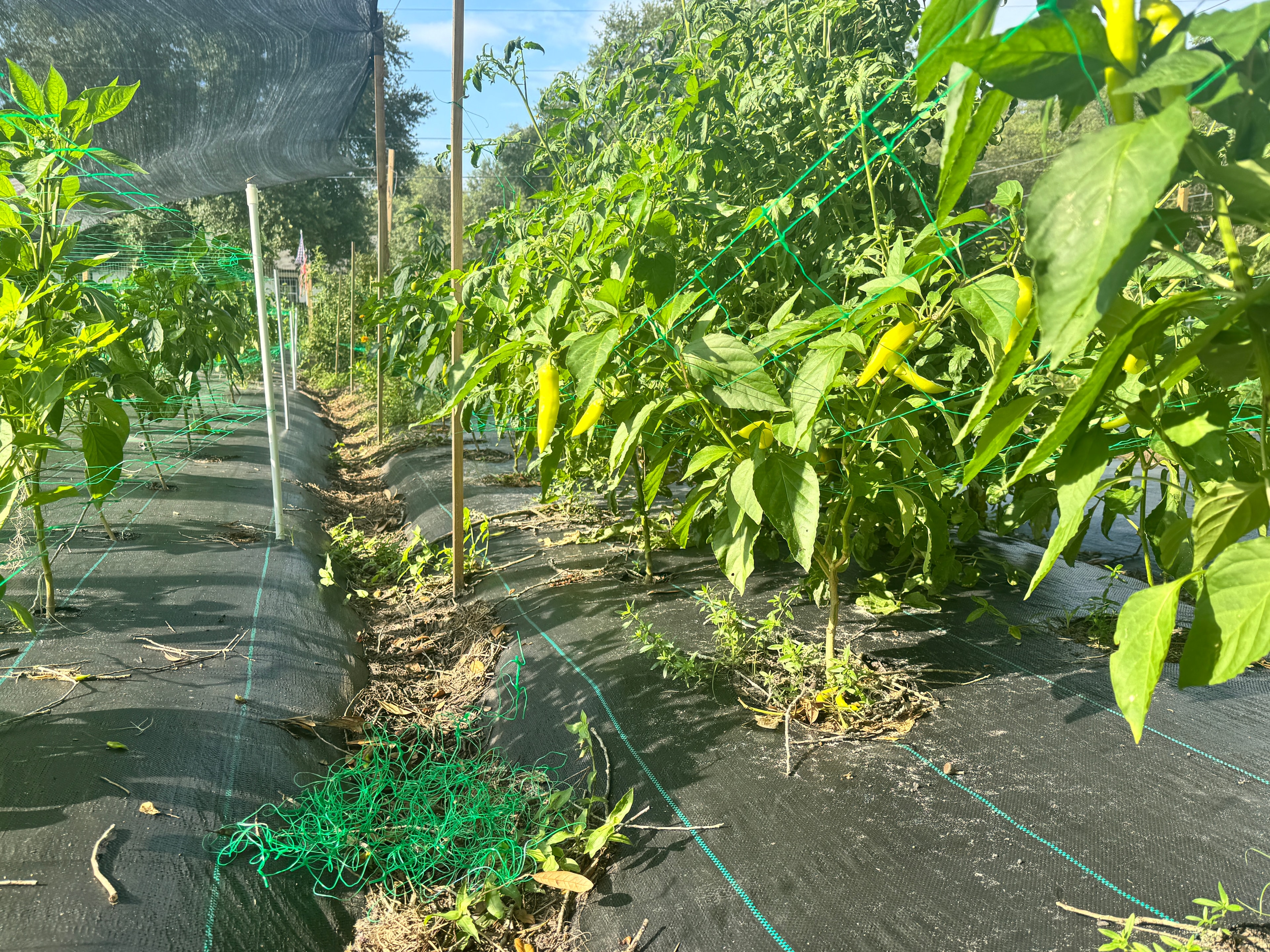 Irrigation rows running through the pepper farm