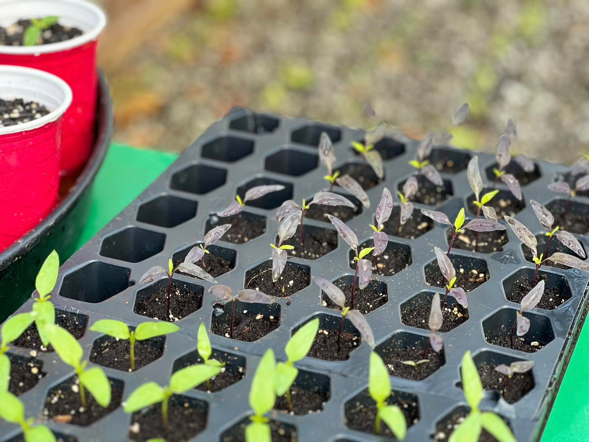 Pepper seedlings in propagation trays inside the greenhouse