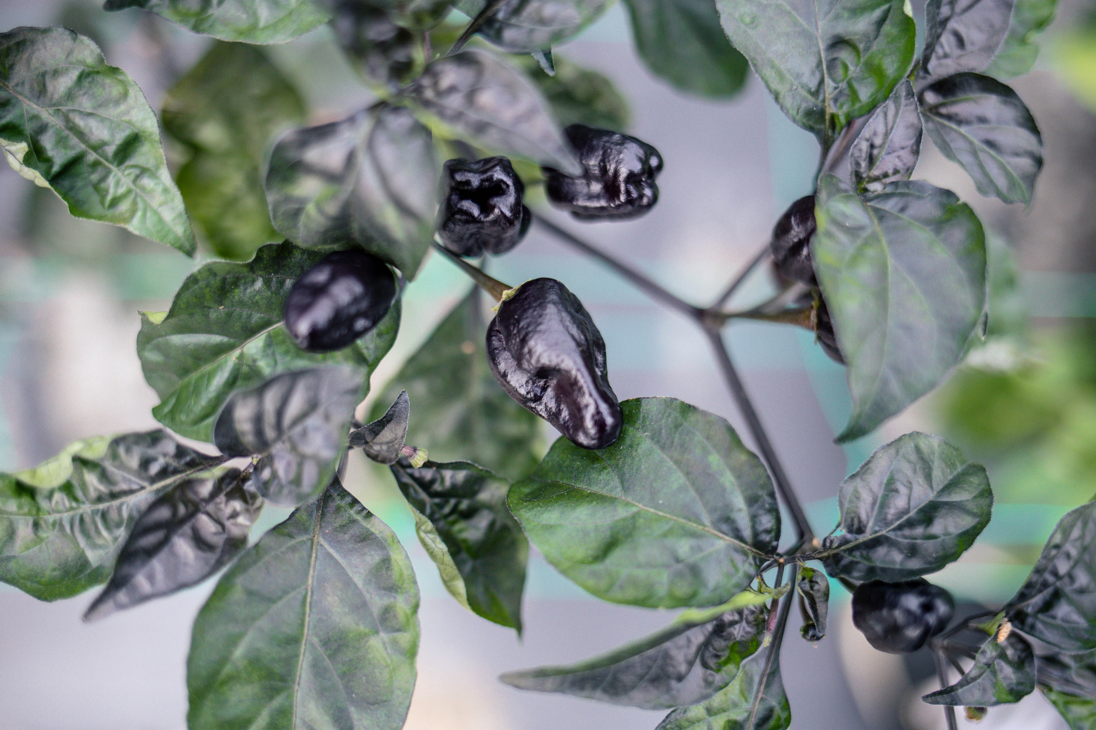 Blot Pepper