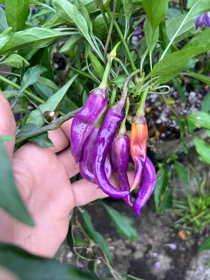 Buena Mulata African Purple Chili