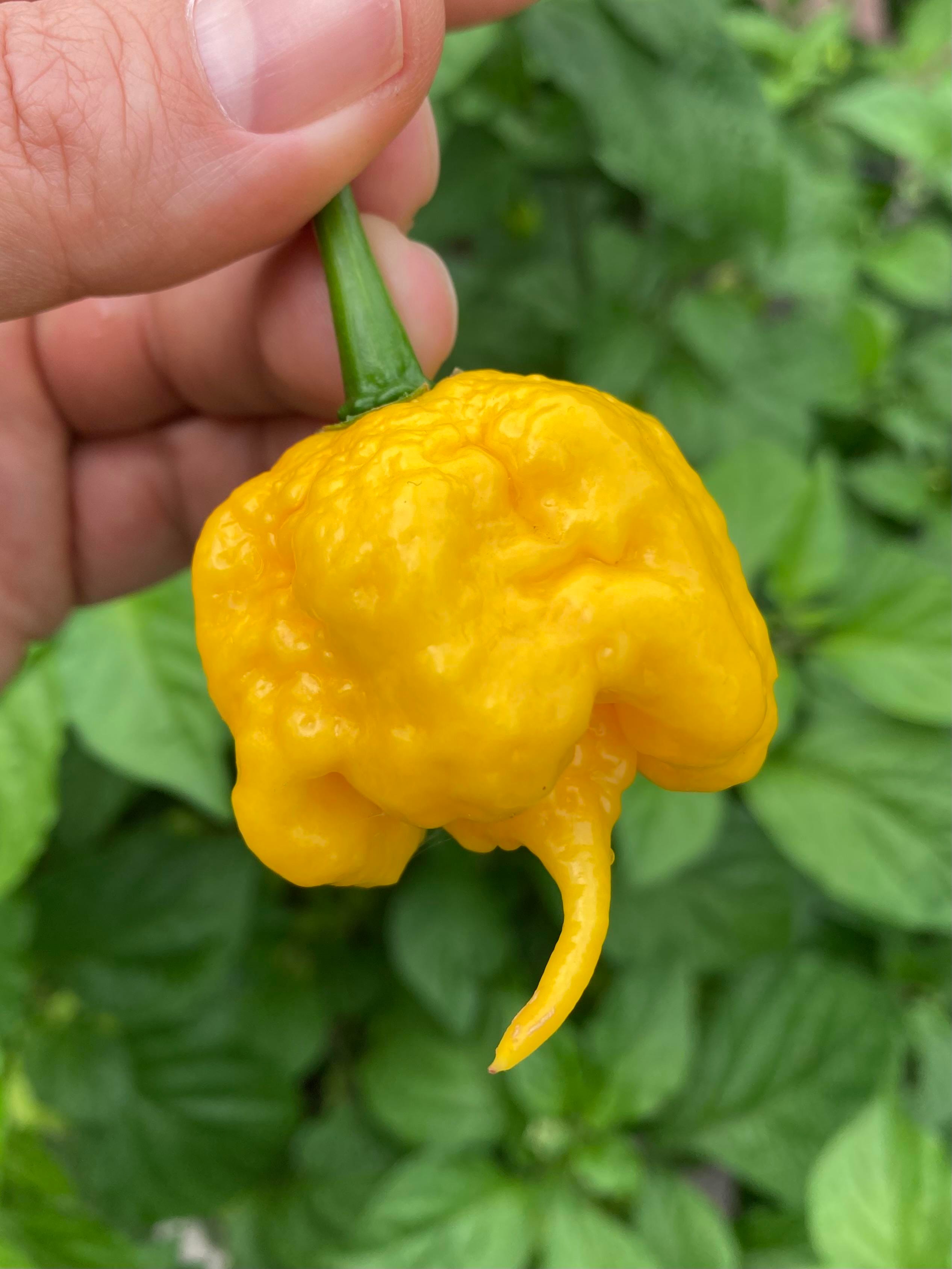 California Yellow Reaper