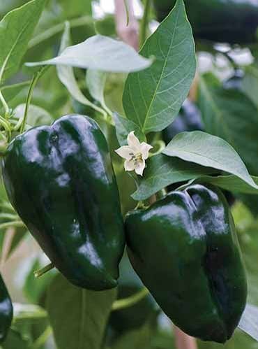 Cameo's Poblano