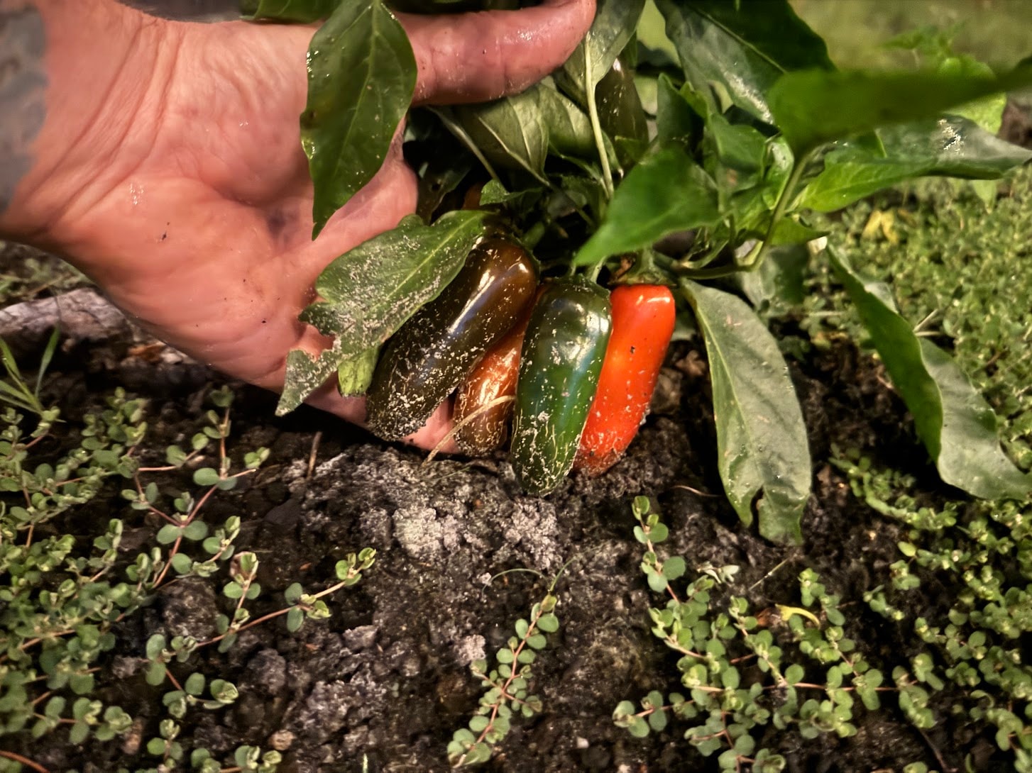 Orange Spice Jalapeño