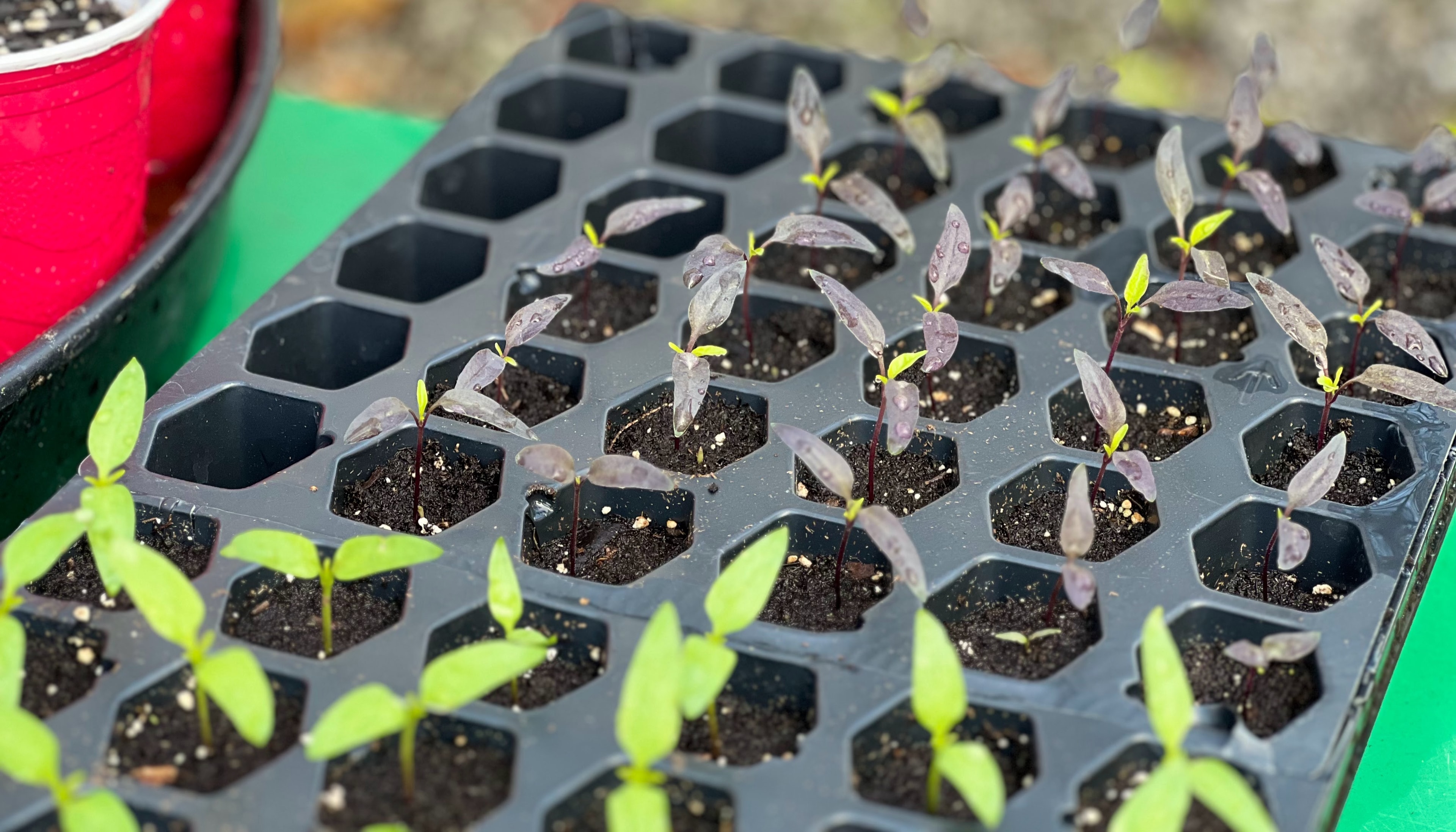 Buena Mulata pepper seedlings in a propagation tray
